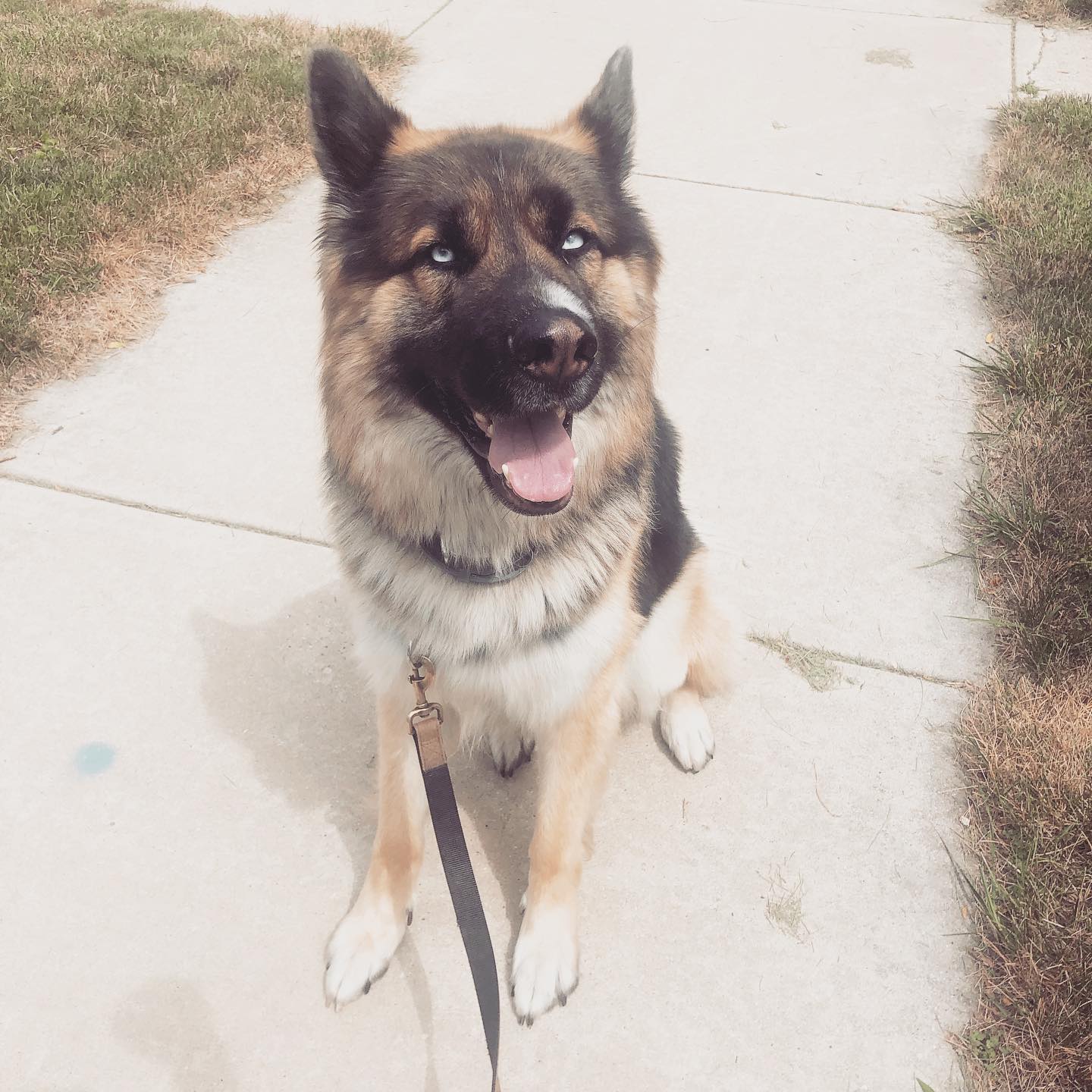 Right Rail Dog Image